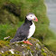 Puffin