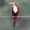 White-breasted Kingfisher or Smyrna Kingfisher