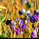 Bumble bee