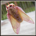 Rosy Maple Moth