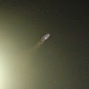Diamondback watersnake