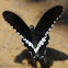 Common Mormon