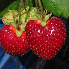 Strawberries