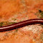 arthropod