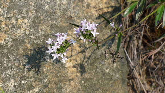 Spotting Image 1