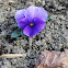 Pansy