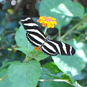 Zebra Longwing