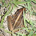 Rana saltadora