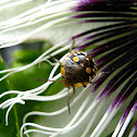 Stink bug