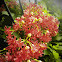 Rangoon creeper
