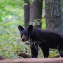 American black bear