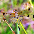 Calico Pennant