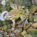 Northern cricket frog