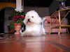 Se Busca Poodle Blanco De 10 Anos Perdido