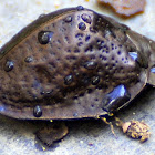 bronze tortoise beetle