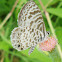 Cassius Blue or Tropical-striped Blue