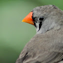zebra finch