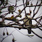 Semiplumbeous Hawk