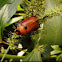 Grapevine Beetle