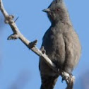 Phainopepla