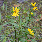 Swamp Sunflower