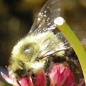 Common Eastern Bumble Bee