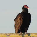 Turkey Vulture