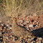 Namaqua Sandgrouse