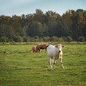 Cattle