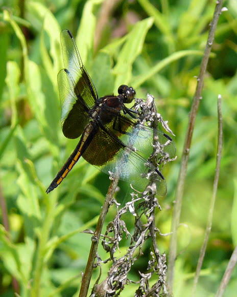 Spotting Image 1
