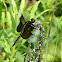 Widow skimmer