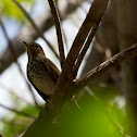 Swainson's Thrush