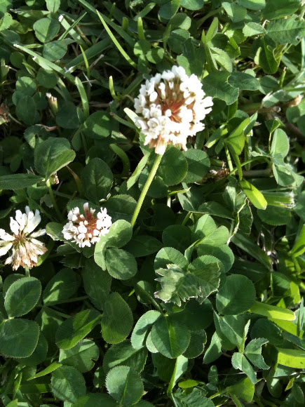 Spotting Image 1