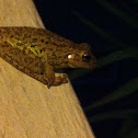 Cuban Treefrog