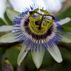 passion fruit flower