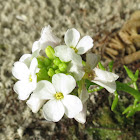 Coastal sea rocket