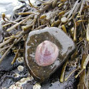 slipper shell