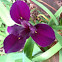 Louisiana Iris.     Gamecock