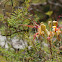 Bird of Paradise tree