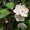 Mountain Laurel
