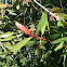 Bottlebrush