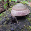Tree Snail