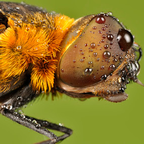 Bee Fly by Donald Jusa - Animals Insects & Spiders ( extreme, macro, animals, fly, insects )