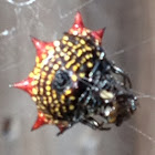 Spinybacked Orbweaver