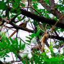Speckled Mousebird