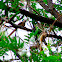 Speckled Mousebird