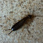 Earwig