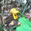 Bolete eater