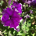 Petunia