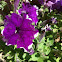Petunia